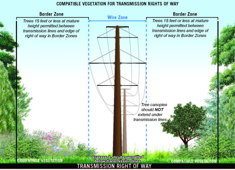 Incompatible Vegetation for Transmission Rights of Way