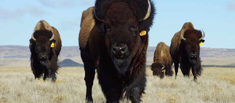 Buffalo image