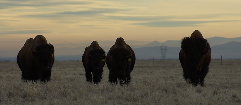 Buffalo enjoying the sunset