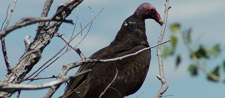 Turnkey Vulture